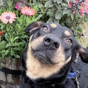 Georgie, Rottweiler, adult, available for adoption
