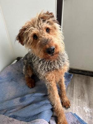 Elroy, Airedale Terrier, adult, available for adoption