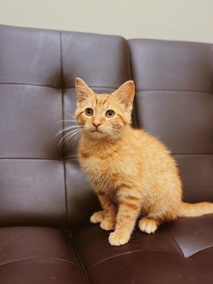 Peter Parker, kitten, available for adoption
