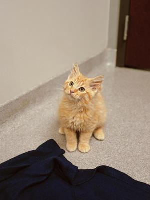 Miles Morales, kitten, available for adoption