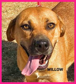 Willow, Black Mouth Cur, young, available for adoption