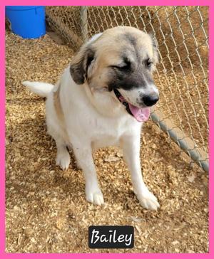Bailey, Great Pyrenees / Anatolian Shepherd, young, available for adoption