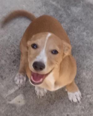 A brown and white dog with a happy expression, looking up at the camera.