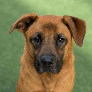 A close-up of a brown dog with floppy ears and a black snout, looking directly at the camera.