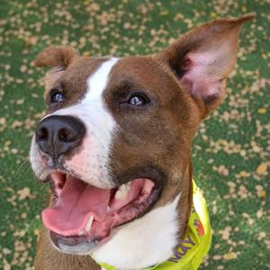 A happy brown and white dog with a yellow bandana, smiling with its mouth open.