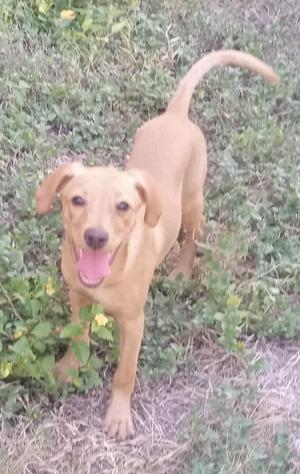 a brown dog standing in a grassy area with its mouth open