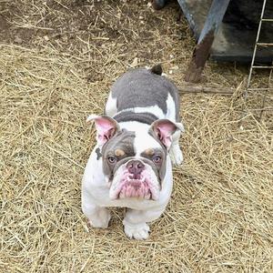 A white and gray bulldog with pink ears and a pink nose standing on hay.