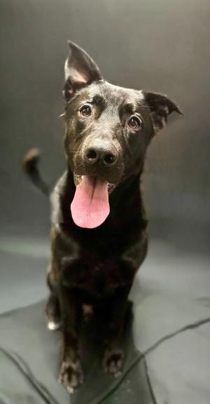 pez, Labrador Retriever / German Shepherd Dog, adult, available for adoption