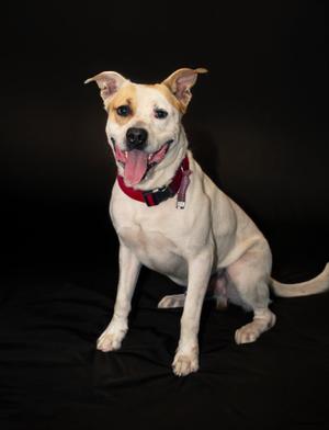A white dog with brown markings on its face and ears, wearing a red collar, sitting on a black background with its tongue out.