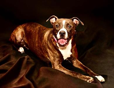 DOLLY, Mixed Breed, young, available for adoption