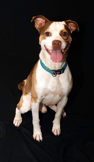 A brown and white dog with a green collar sitting on a black background.