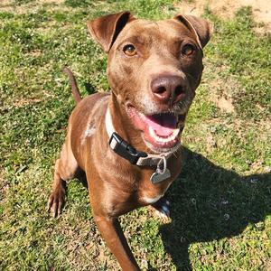 Beaver, Mixed Breed (Medium), adult, available for adoption