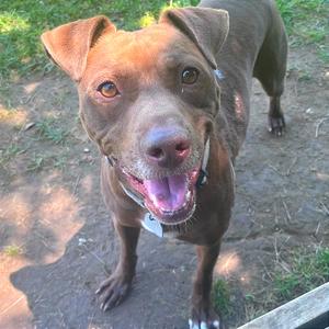 Beaver, Mixed Breed (Medium), adult, available for adoption