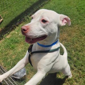 Boss, Mixed Breed (Large), adult, available for adoption