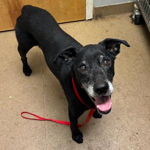 Briggs, Mixed Breed (Medium), senior, available for adoption