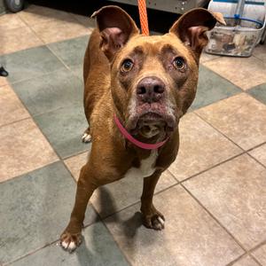 Aubrey, Mixed Breed (Medium), adult, available for adoption