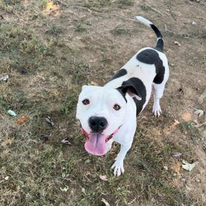 A black and white dog with a pink tongue sticking out, standing on grass.