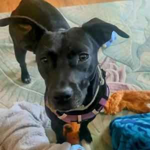 Bashful, Mixed Breed (Medium), adult, available for adoption