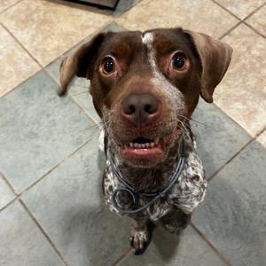 Biscoff Cookie, Mixed Breed (Small), adult, available for adoption