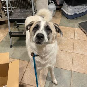 Big Baby, Mixed Breed (Large), adult, available for adoption