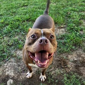 Carl Dean, Mixed Breed (Medium), young, available for adoption