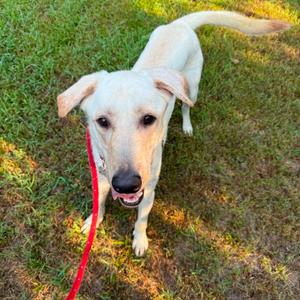 Bronco, Mixed Breed (Large), young, available for adoption