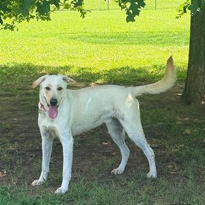 Bronco, Mixed Breed (Large), young, available for adoption