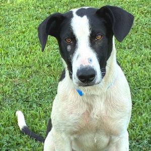 Bucky, Mixed Breed (Medium), young, available for adoption
