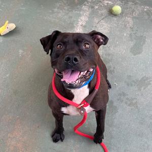 Atticus, Mixed Breed (Large), adult, available for adoption