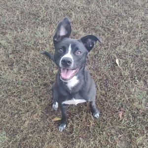 A black and white dog with a white chest and face markings, sitting on grass and looking up with its mouth open and tongue out.