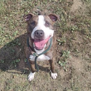 A brown and white dog with a green collar, sitting on grass and looking up with its tongue out.