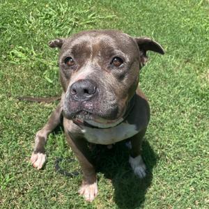 Ava, Mixed Breed (Large), adult, available for adoption