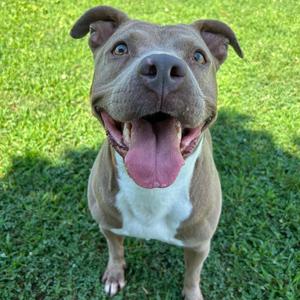 Alli, Mixed Breed (Medium), adult, available for adoption