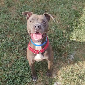 A brown dog with a red and blue collar standing on grass.