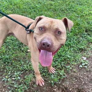 Burger Bun, Mixed Breed (Medium), young, available for adoption