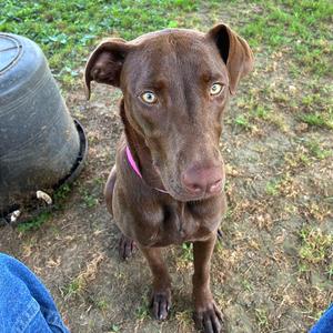 Cadbury, Mixed Breed (Medium), young, available for adoption