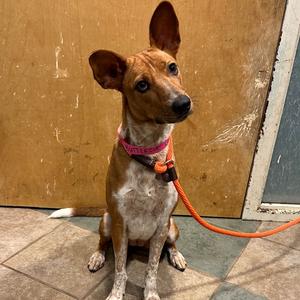Buttercup, Mixed Breed (Medium), available for adoption