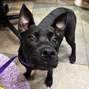 Blueberry, Mixed Breed (Medium), available for adoption