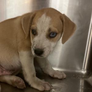 Bagel, Mixed Breed (Small), young, available for adoption