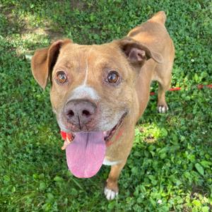 Buck, Mixed Breed (Medium), adult, available for adoption