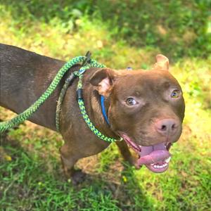 Bibble, Mixed Breed (Medium), adult, available for adoption