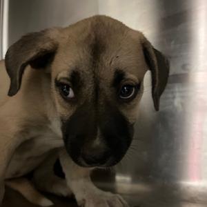 Bailey, Mixed Breed (Small), young, available for adoption