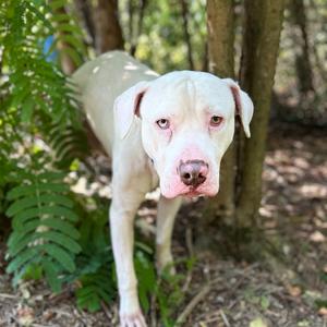 Arlo, Mixed Breed (Large), senior, available for adoption