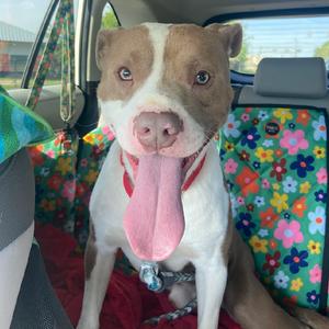 Bart, Mixed Breed (Medium), adult, available for adoption