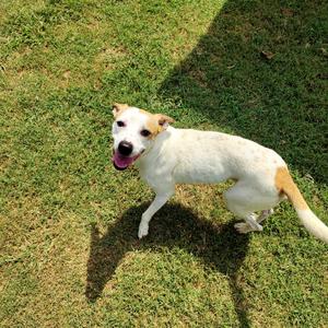 Buster, Mixed Breed (Medium), young, available for adoption