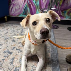 Ambessa, Mixed Breed (Medium), adult, available for adoption