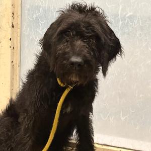 Blanche, Mixed Breed (Medium), young, available for adoption