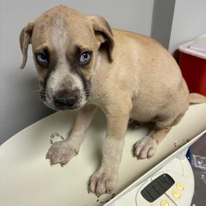 Bristol, Mixed Breed (Small), young, available for adoption