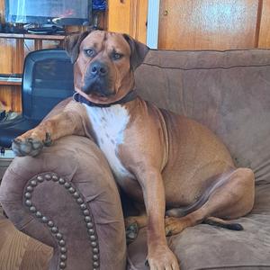 Brown Suga, Mixed Breed (Large), adult, available for adoption