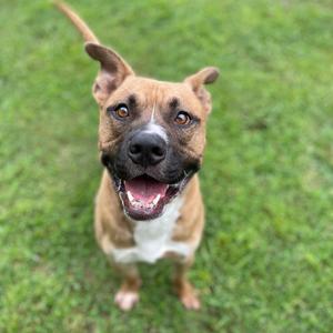 Brownie, Mixed Breed (Large), young, available for adoption